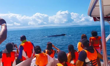 Whales in Samana