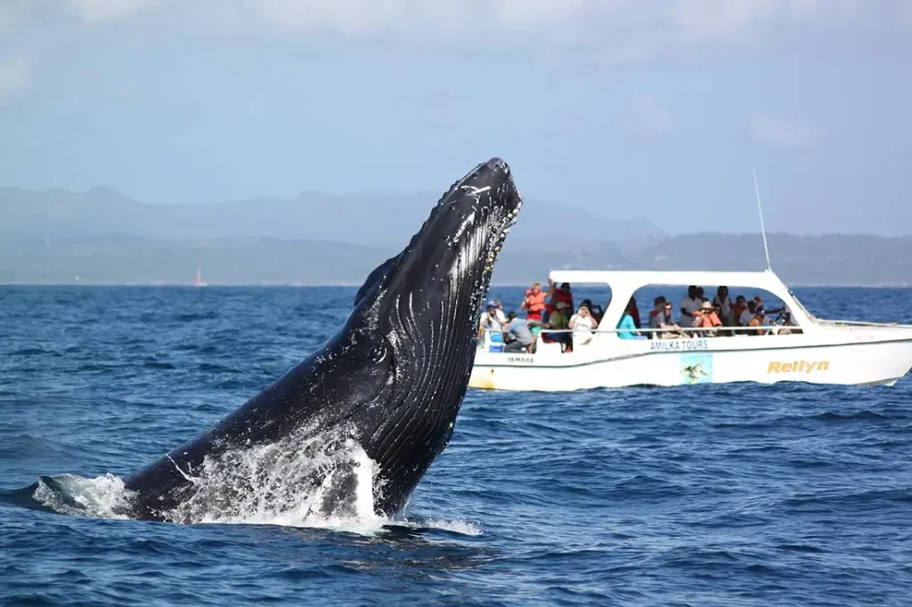Whales in Samana