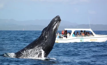 Whales in Samana
