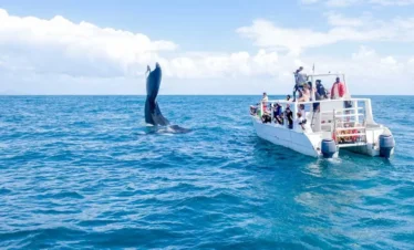 Whales in Samana