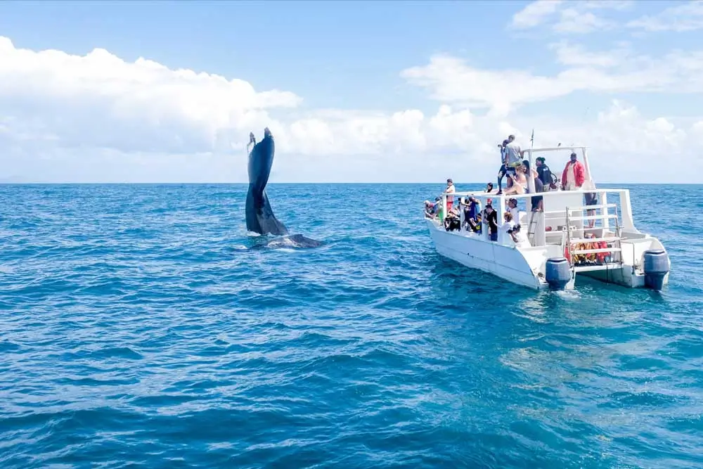 Whales in Samana