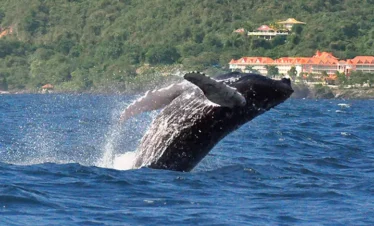 Whales in Samana