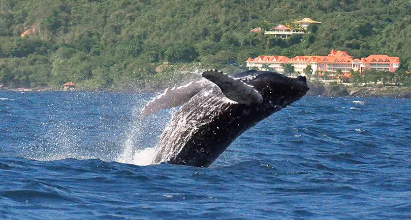 Whales in Samana